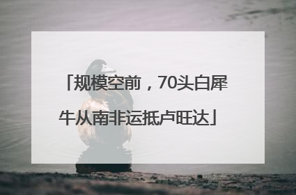 规模空前，70头白犀牛从南非运抵卢旺达