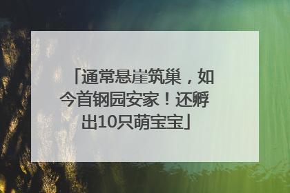通常悬崖筑巢，如今首钢园安家！还孵出10只萌宝宝