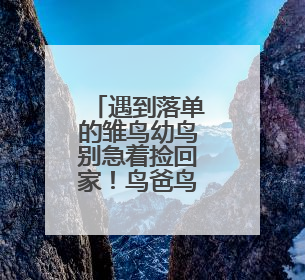 遇到落单的雏鸟幼鸟别急着捡回家！鸟爸鸟妈才是最佳养育者