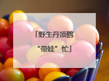 野生丹顶鹤“带娃”忙
