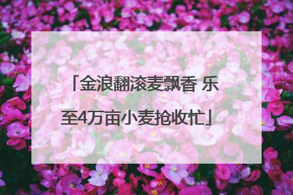 金浪翻滚麦飘香 乐至4万亩小麦抢收忙