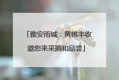 雅安雨城：黄桃丰收 邀您来采摘和品尝