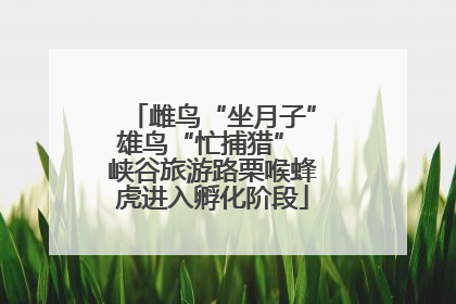 雌鸟“坐月子”雄鸟“忙捕猎” 峡谷旅游路栗喉蜂虎进入孵化阶段