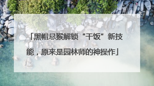 黑帽悬猴解锁“干饭”新技能，原来是园林师的神操作